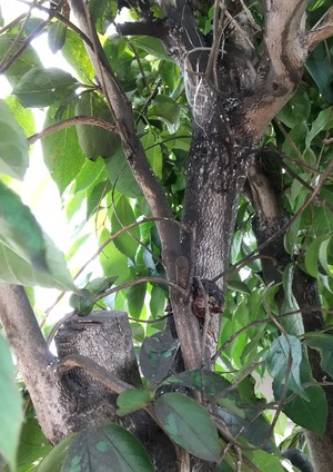 20230702Natsutsubaki2