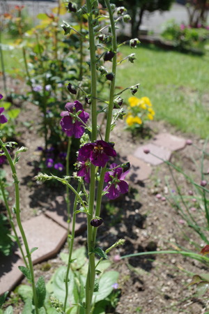 20210526Violetta