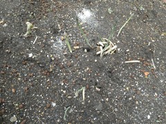 20260509Garden4