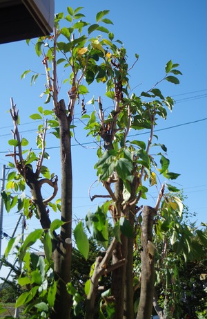 20210925NatsutsubakiAFT