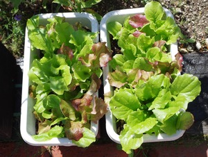 20210626Lettuce