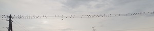 20210822Birds1