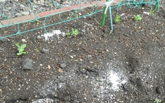 20260509Garden5