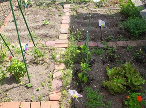 20240608Garden6