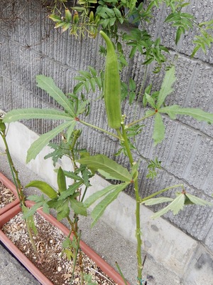 DSCN0409