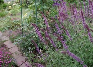 20200621Salvia