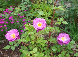 20240618Blue for You 1