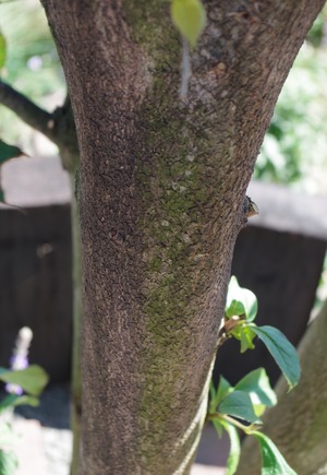 20200801Natsutsubaki