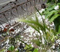 20260605Jubatum