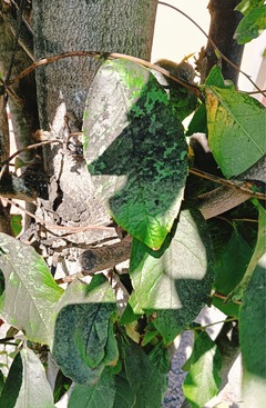 20250915NatsuTsubaki