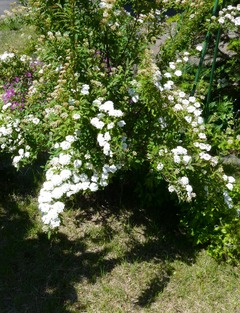 20260601Garden4