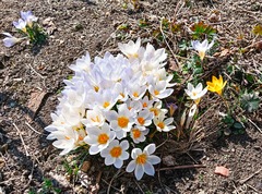 20260401Crocus
