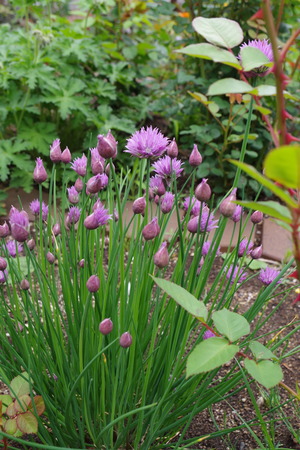 20220604Chives