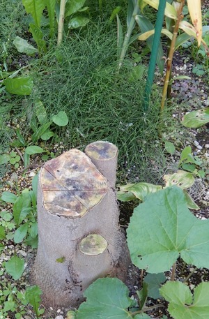 20190912NatsutsubakiSide