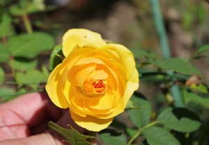 20210920GrahamThomas