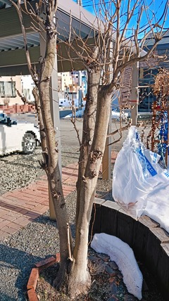 20260305NatsuTsubakiBFR