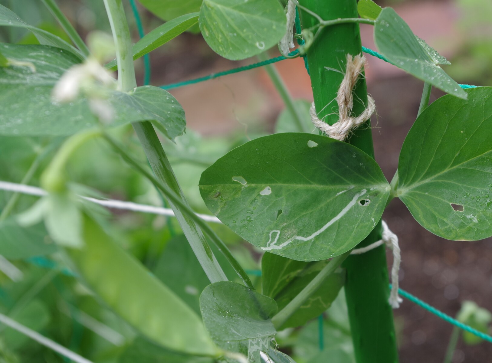 テデトールとテデプレスでの原始的駆除 伊福部昭 鬼火 新 読後充実度 84ppm のお話