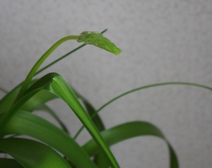 20200216NIsekaisou
