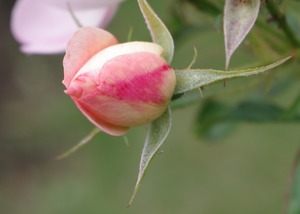 IMGP1176