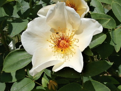 P6210152