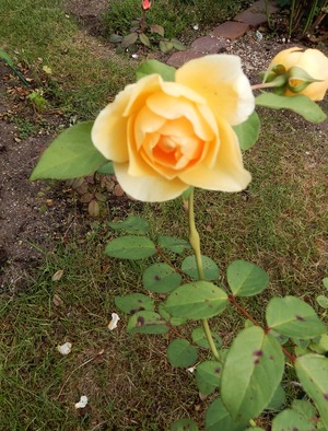 20190914GrahamThomas