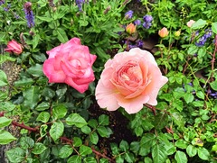 20250617Rin and Abraham