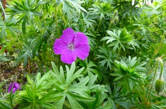 20260528Garden04