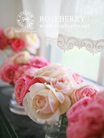 rose40