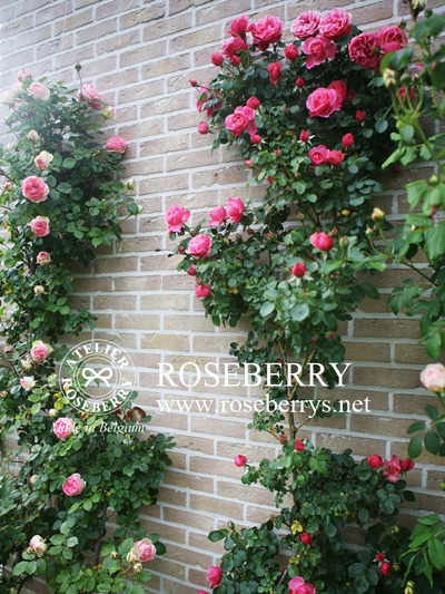 rose36
