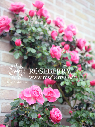 rose42