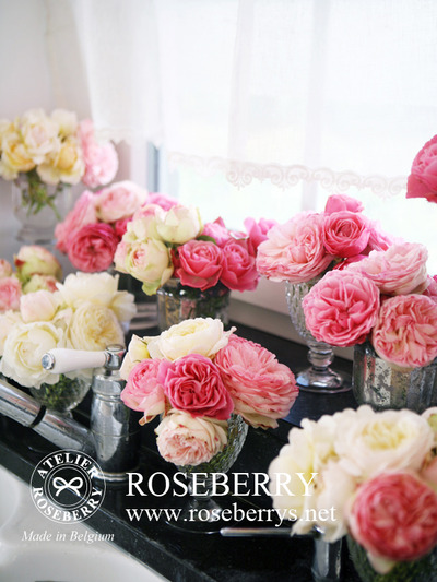 rose37