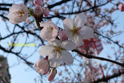 さまざまのこと思ひ出す桜かな