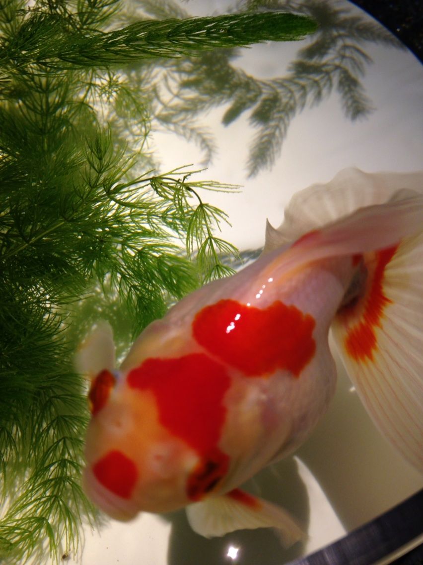 金魚 By あい Lady S Hard Rock Band Rosebullet