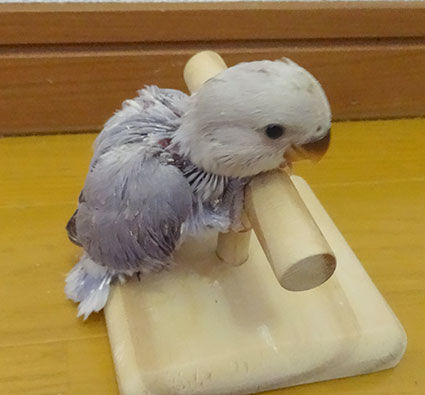 コザクラインコの雛 販売中 コザクラインコ東京 東京都足立区 北綾瀬 コザクラインコの雛 販売中 コザクラインコ東京 東京都足立区 北綾瀬
