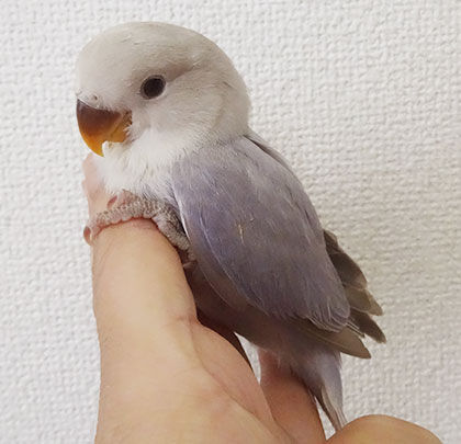 コザクラインコの雛 販売中 コザクラインコ東京 コザクラインコの雛 販売中 コザクラインコ東京