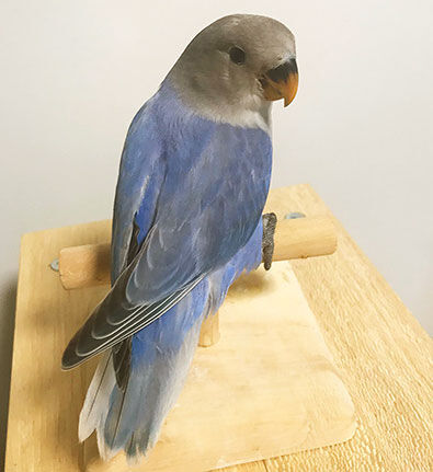 コザクラインコ中雛 バイオレットオパーリン 販売中 コザクラインコ東京
