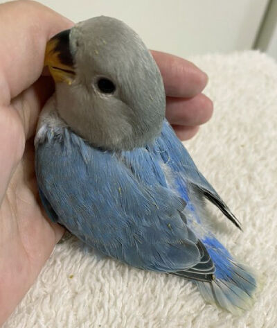 コザクラインコ雛 販売中 コザクラインコ東京 コザクラインコ雛 販売中 コザクラインコ東京