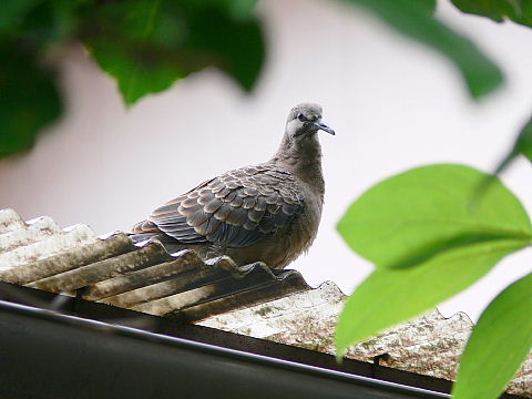 キジバトの鳴き声 私の小さな大発見