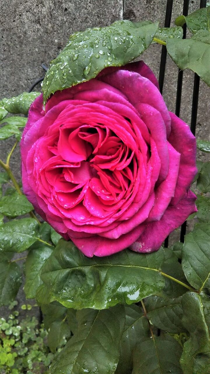 ゲーテローズ 香り高く天才を偲ぶ ローズまるのブログ