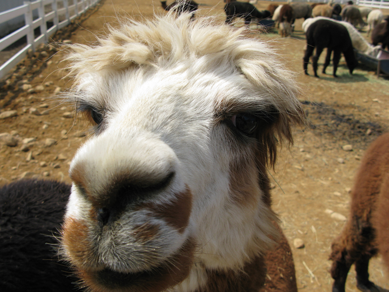 ミラバケッソ アルパカに会って来ました