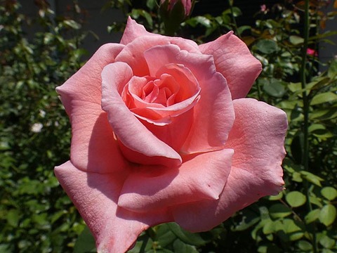 ローズ ポンパドゥール エルトゥールル クイーンエリザベスなど 小さな草取り ベーサルシュート 薔薇は心の花びら ローズ ポンパドゥール エルトゥールル クイーンエリザベスなど 小さな草取り ベーサルシュート 薔薇は心の花びら