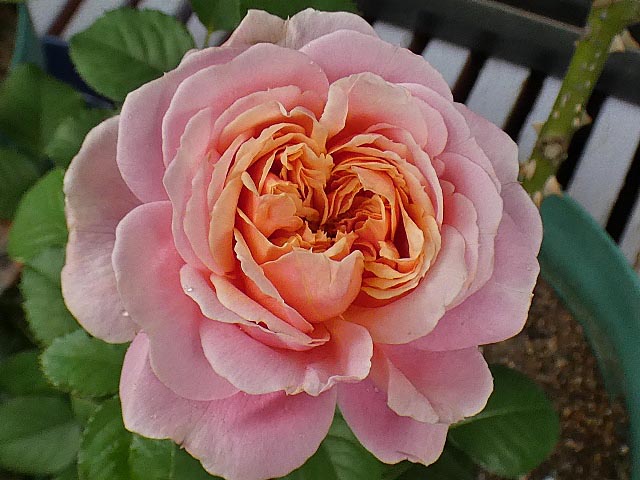 エルトゥールル オリジナルの交配種 ノスタルジー ラフランス かおり など 薔薇は心の花びら