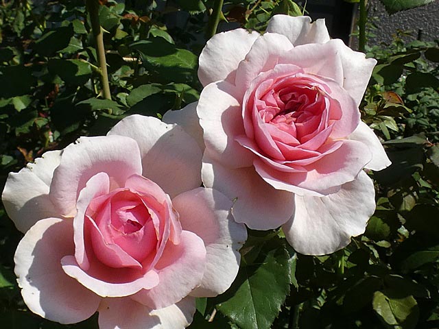 ローズ ポンパドゥール エルトゥールル クイーンエリザベスなど 小さな草取り ベーサルシュート 薔薇は心の花びら ローズ ポンパドゥール エルトゥールル クイーンエリザベスなど 小さな草取り ベーサルシュート 薔薇は心の花びら