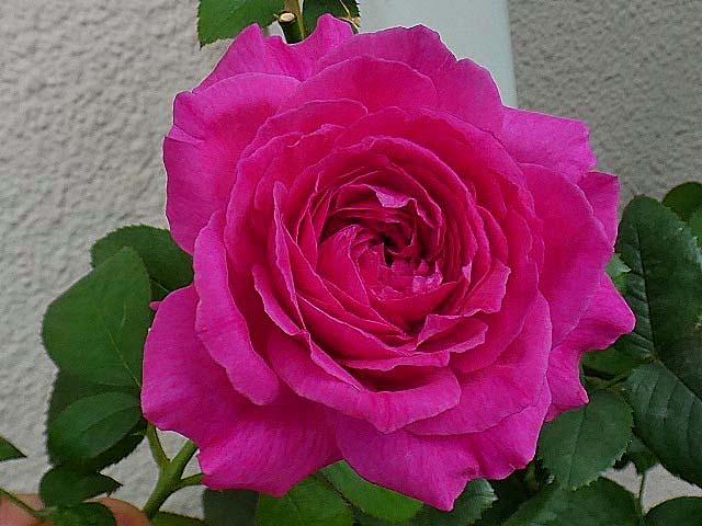 エルトゥールル オリジナルの交配種 ノスタルジー ラフランス かおり など 薔薇は心の花びら