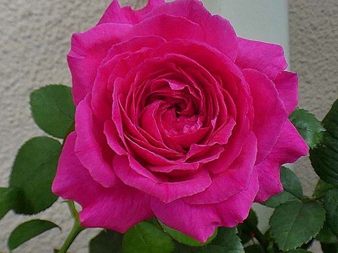 エルトゥールル オリジナルの交配種 ノスタルジー ラフランス かおり など 薔薇は心の花びら エルトゥールル オリジナルの交配種 ノスタルジー ラフランス かおり など 薔薇は心の花びら