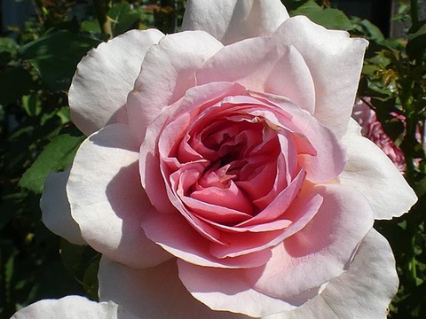 ローズ ポンパドゥール エルトゥールル クイーンエリザベスなど 小さな草取り ベーサルシュート 薔薇は心の花びら ローズ ポンパドゥール エルトゥールル クイーンエリザベスなど 小さな草取り ベーサルシュート 薔薇は心の花びら