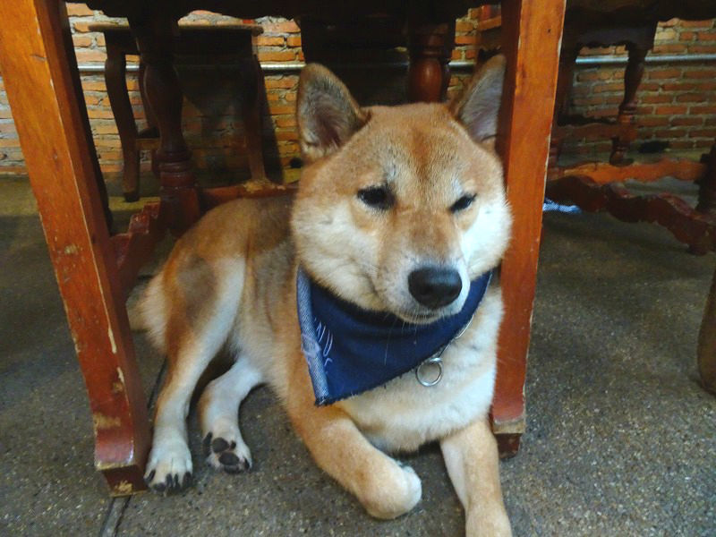 ホアヒン旅行 Inu Cafeでしばわんこと戯れる ノ まいぺんらいらい バンコクの日常 ホアヒン旅行 Inu Cafeでしばわんこと戯れる ノ まいぺんらいらい バンコクの日常