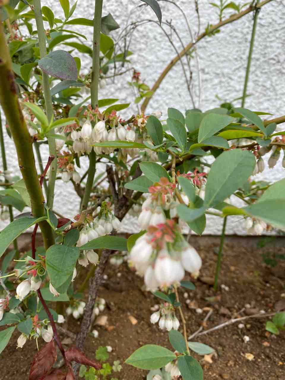 ブルーベリー 花が咲き始めました おはようございます 4月5日 写真 花 花言葉 Rose悠雅