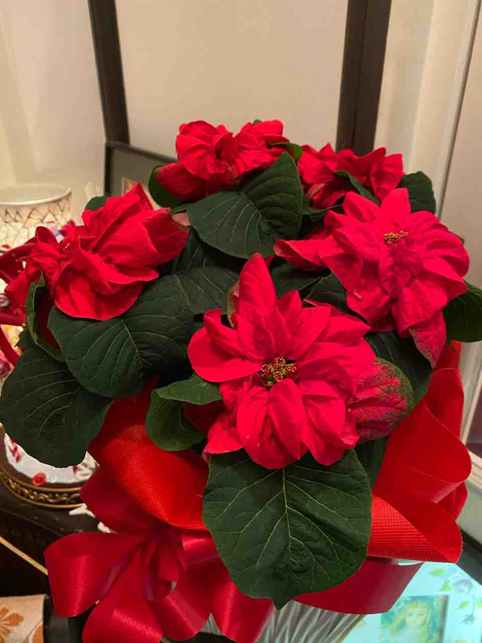 ウィンターローズ カリー品種 ポインセチア おはようございます 写真 花 Rose悠雅 ウィンターローズ カリー品種 ポインセチア おはようございます 写真 花 Rose悠雅