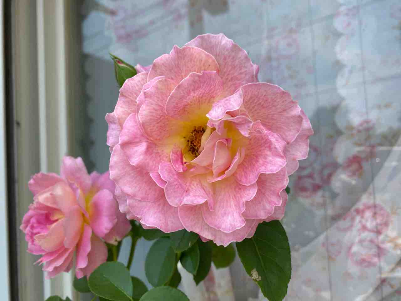 ハイブリットティローズ 薄いピンク色 おはようございます 6月25日 写真 花 Rose悠雅 ハイブリットティローズ 薄いピンク色 おはようございます 6月25日 写真 花 Rose悠雅